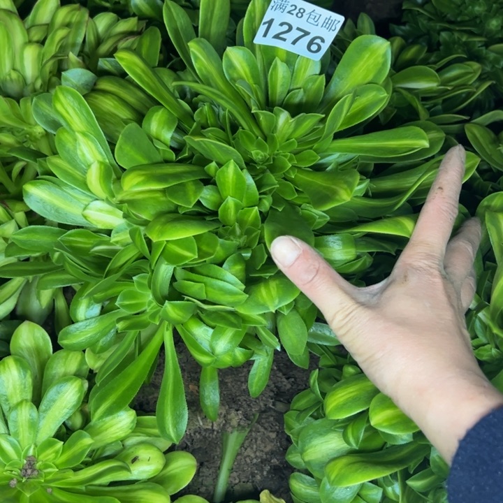 1276南琉璃多肉植物