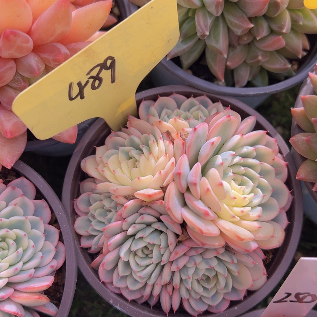 香玉的故事是一个人的故事吗