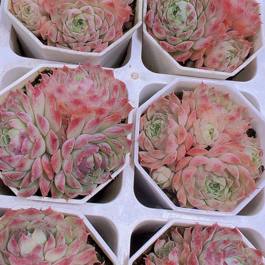 朱砂痣群19包邮多肉