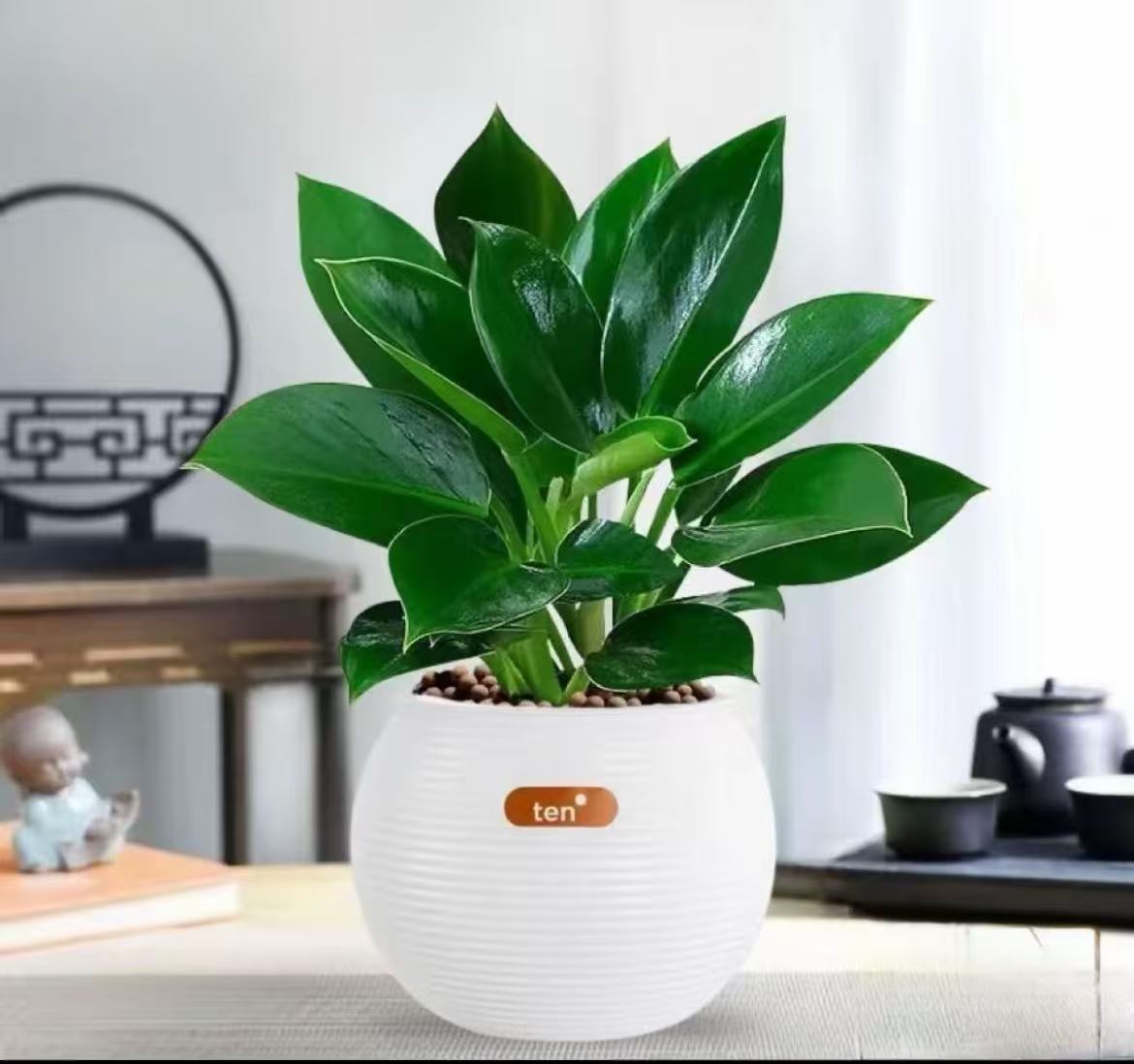 精品金钻绿公主盆栽绿植花卉四季好养活净化空气植物吸除甲醛易活