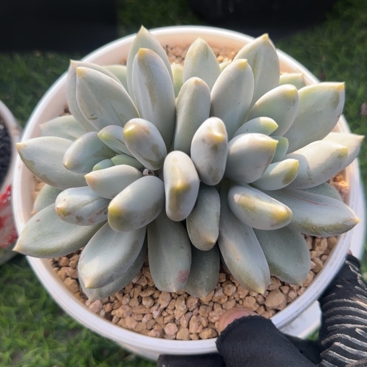哥特双头多肉植物