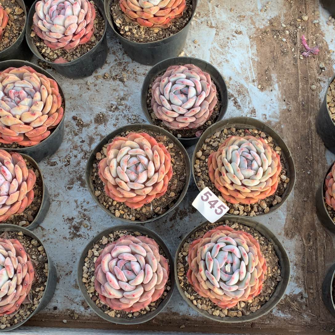 545橙子多肉植物组合