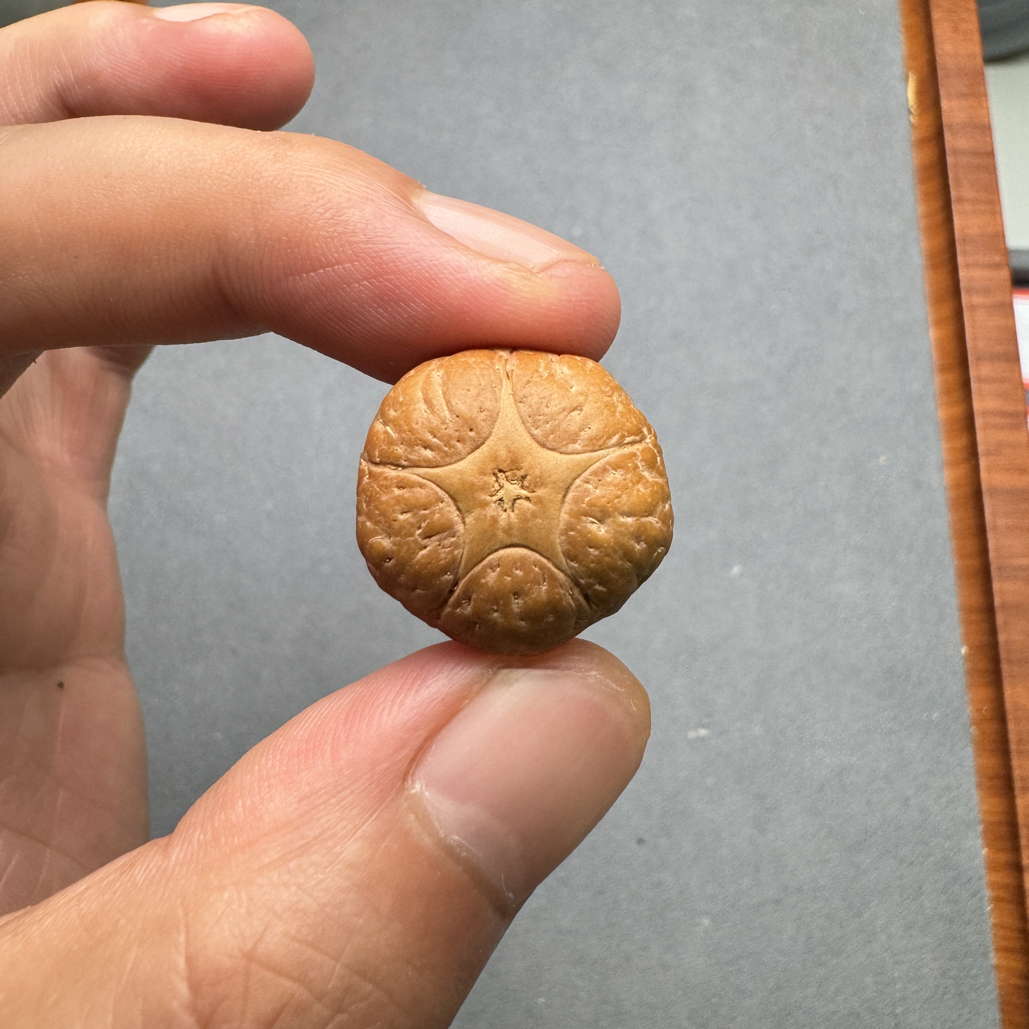 21+五星上将菩提凤眼菩提三通佛头，非质量问题开孔不退