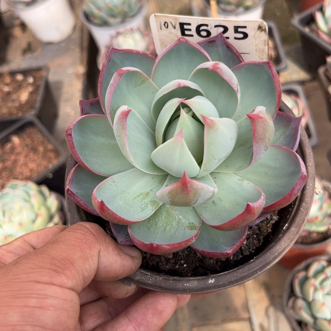 回*惊鸿一瞥625号多肉