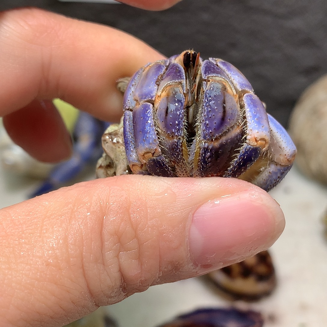 2.3口径奔跑的寄居蟹13号