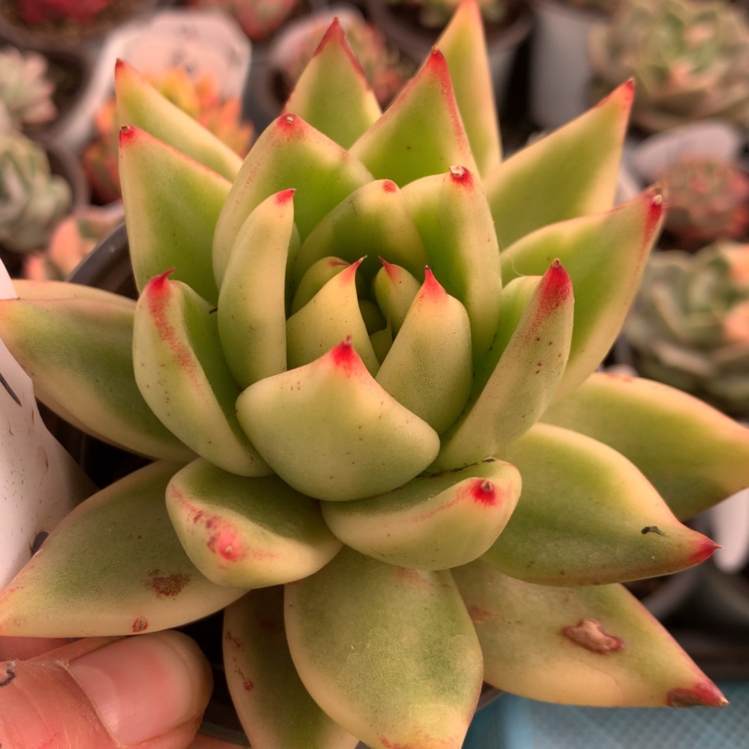 东云锦j j j j j j