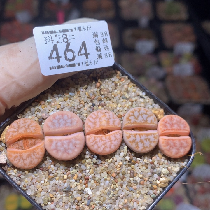 精品生石花28.464