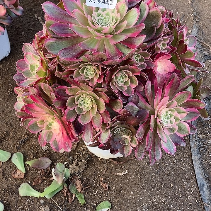 多肉植物孔雀翎417多肉