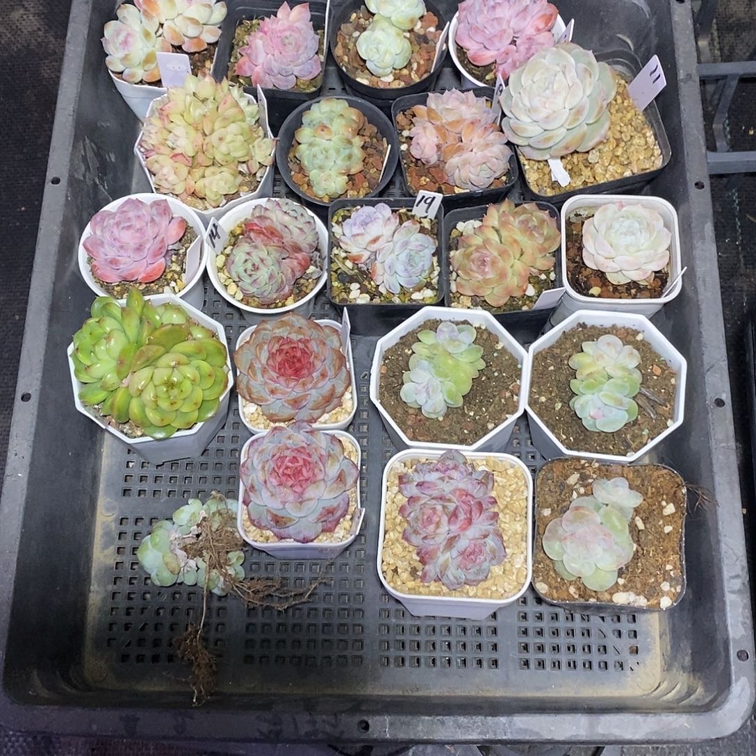 橘****184一筐21颗多肉植物