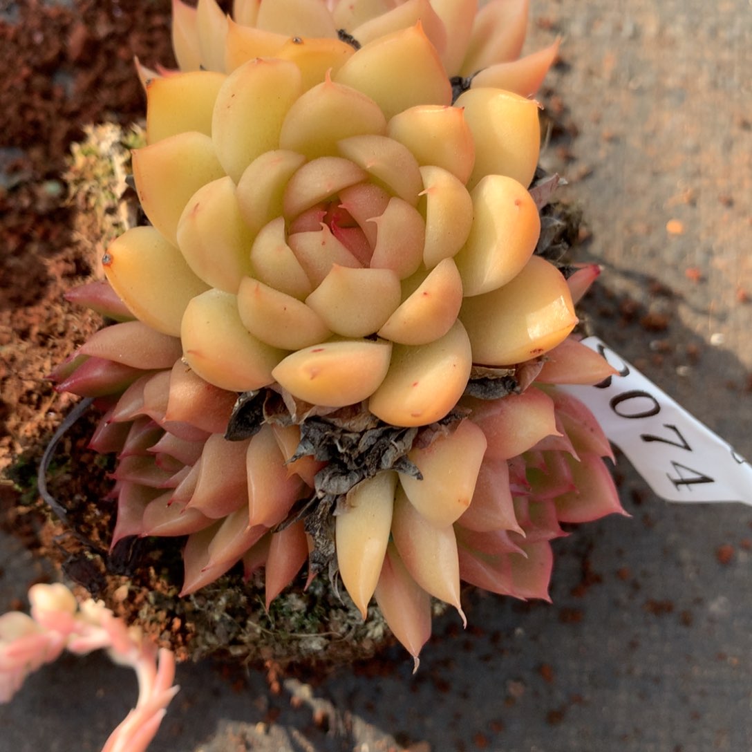 8074杂交多肉老桩