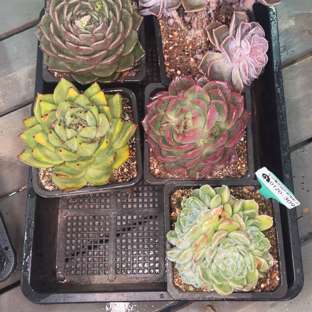 从前慢多肉精选编号0120.309