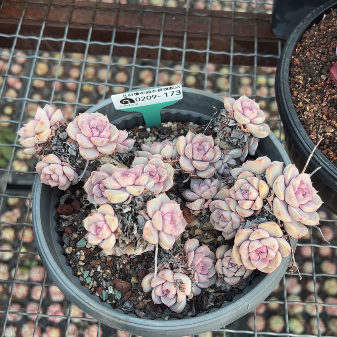 从前慢多肉精选编号0209.173