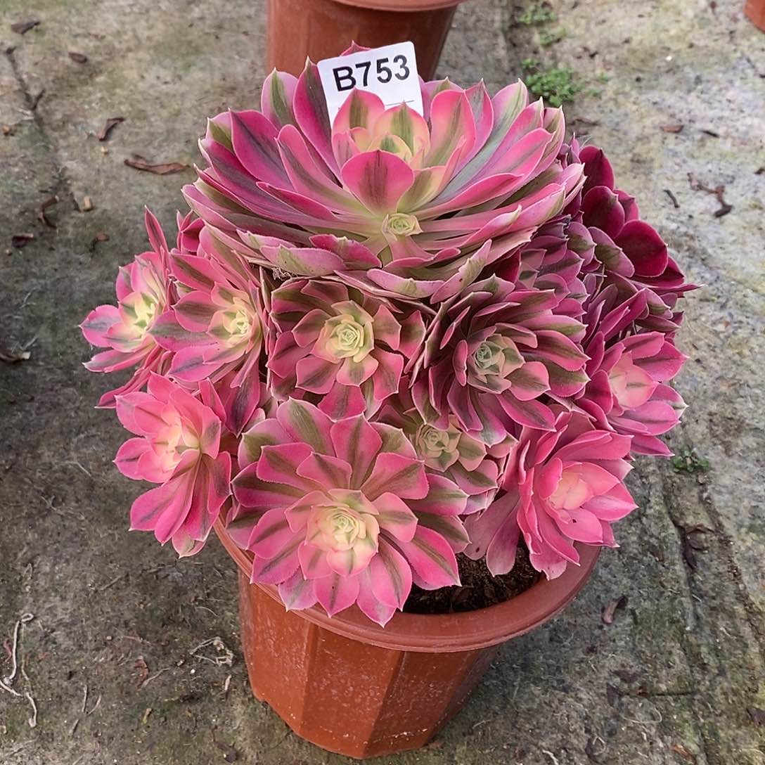 女巫多肉植物753