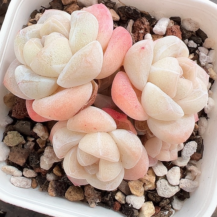 白底冰玉群生，带两个崽1296