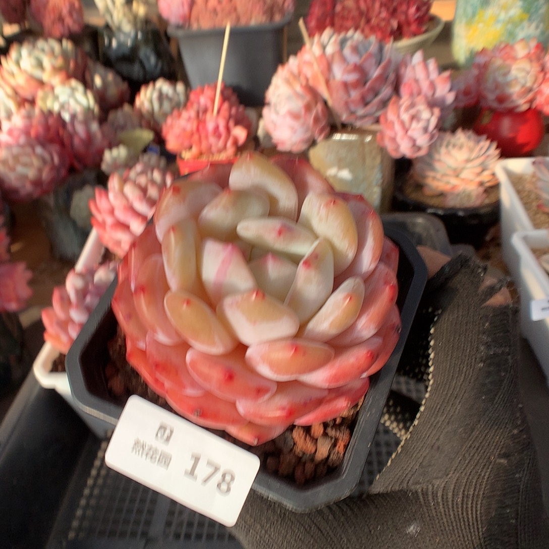 178肥橙多肉植物6666