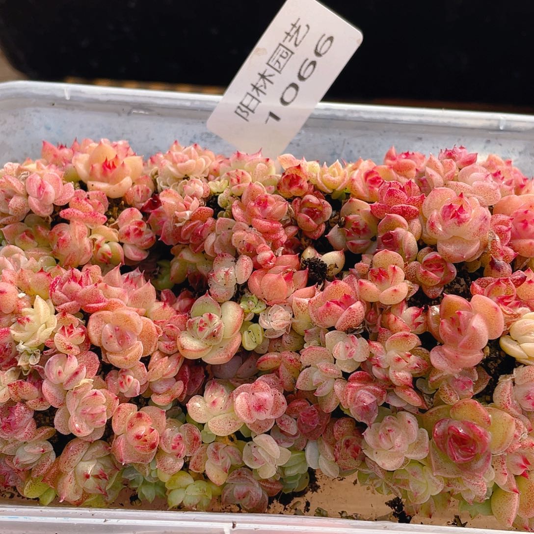 多肉植物多肉植物1066