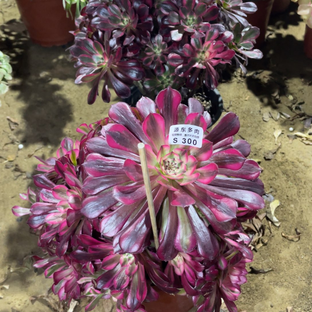 300红铜壶超白多肉法师断枝不包