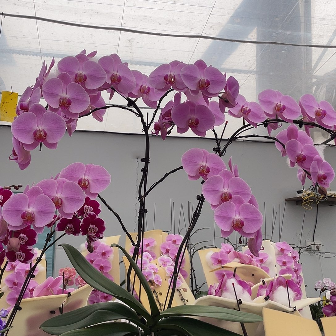 无花朵仅送货上门树形份冠军