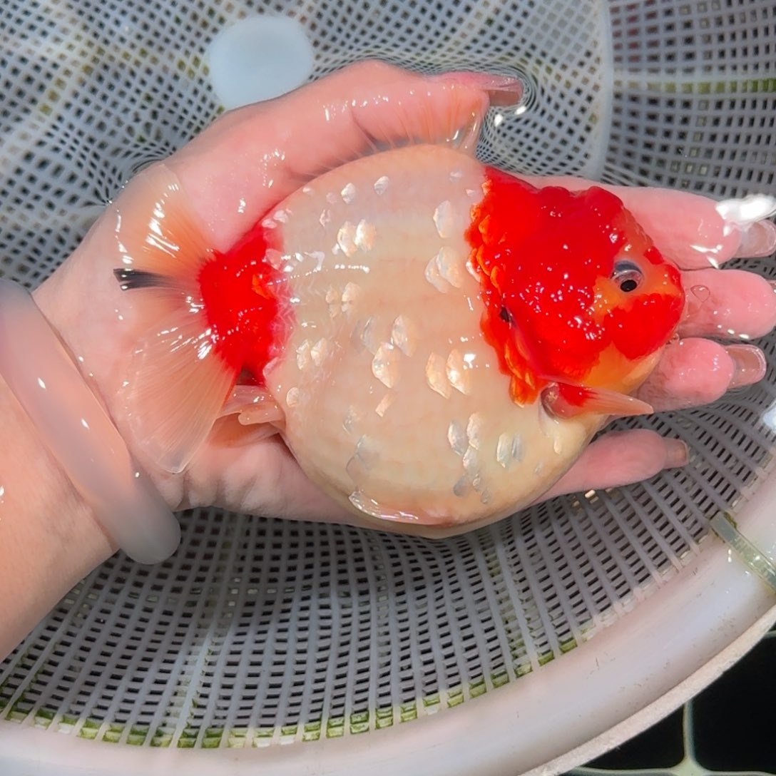 龙睛金鱼亚成短尾将军狮子