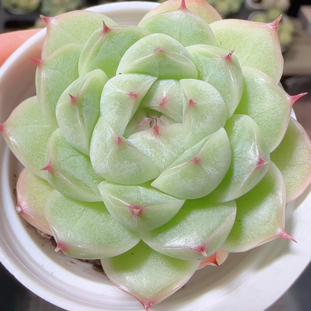 花语逸镜1022-323麦秆