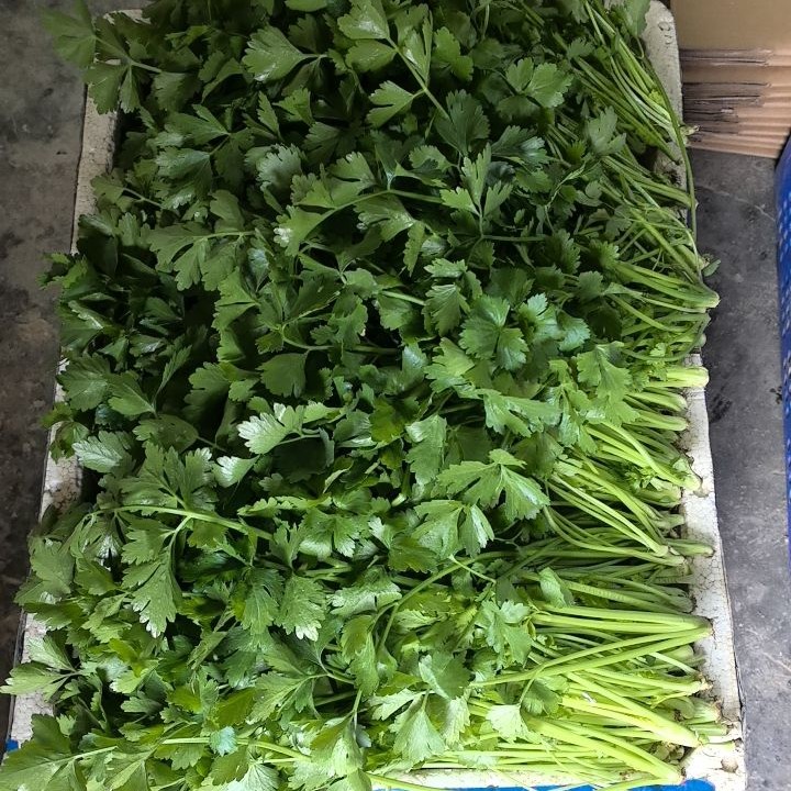 新鲜小香芹空杆芹菜叶农家自种现砍现发原产地直邮新鲜蔬菜