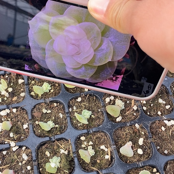 白心光芒芽苗一个