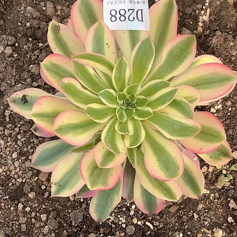 288粉女巫多肉法师锦