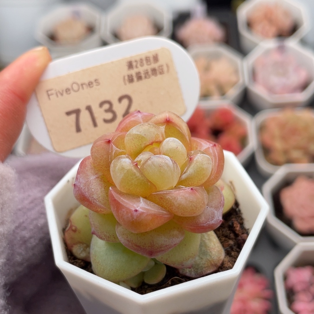 恶魔之泪71324.0厘米