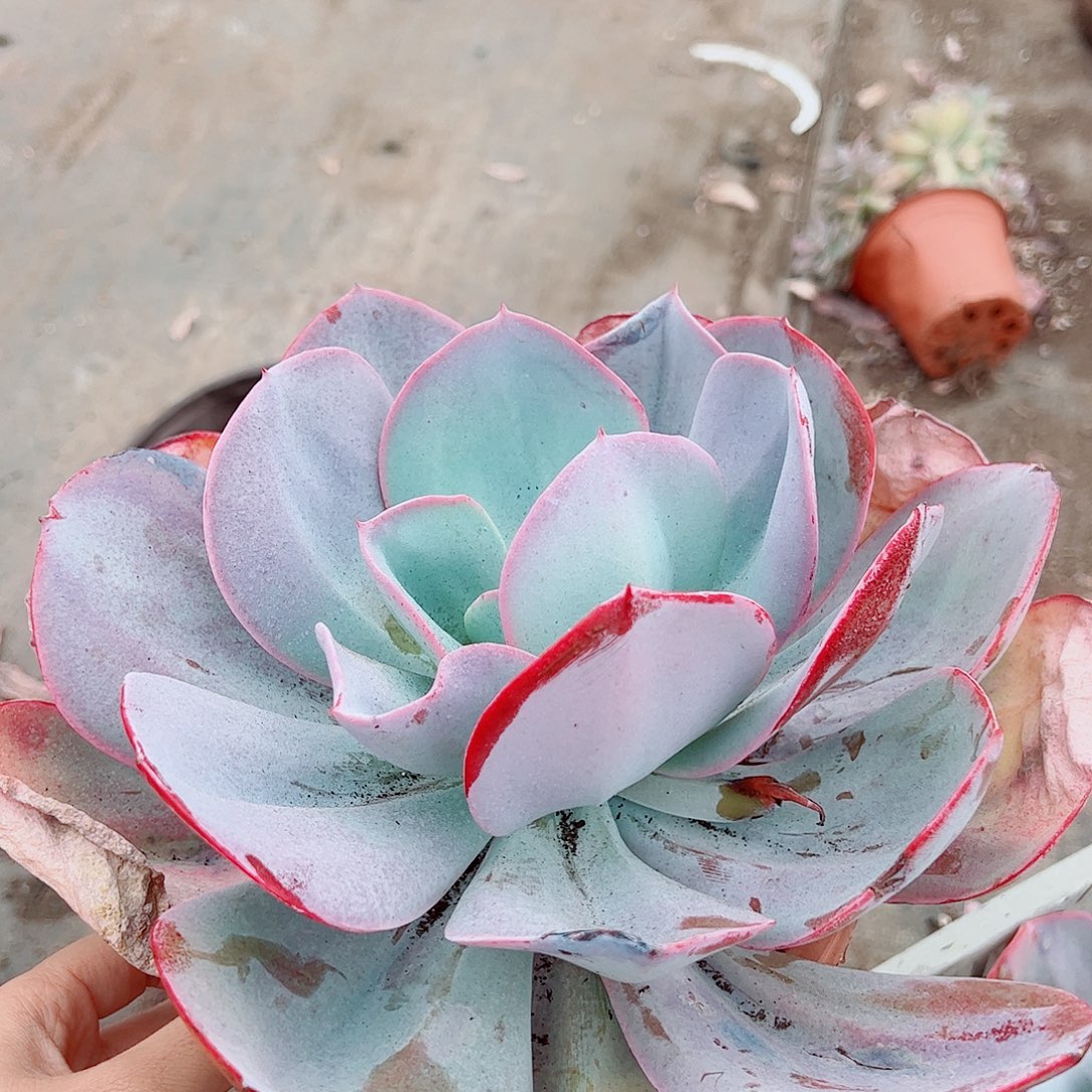 布鲁克林的蓝特大大单头精品