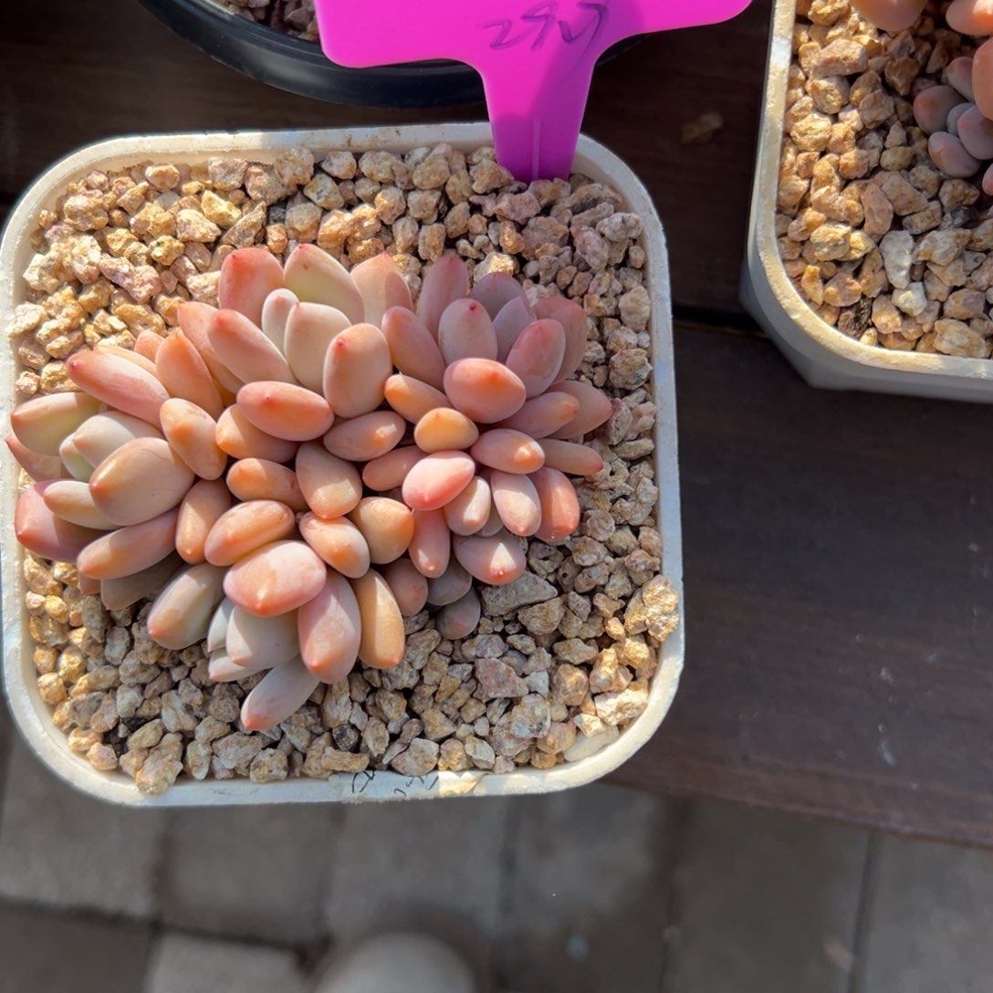 爆***猪珍舞11111111111111