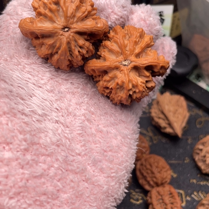 韵***迦核桃秦岭森林中出现许多鸟类