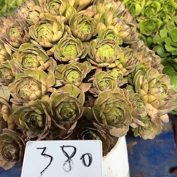 多肉植物万圣节法师