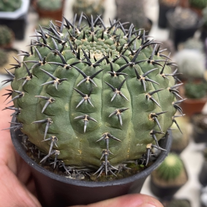 实生大号黑刺凤头