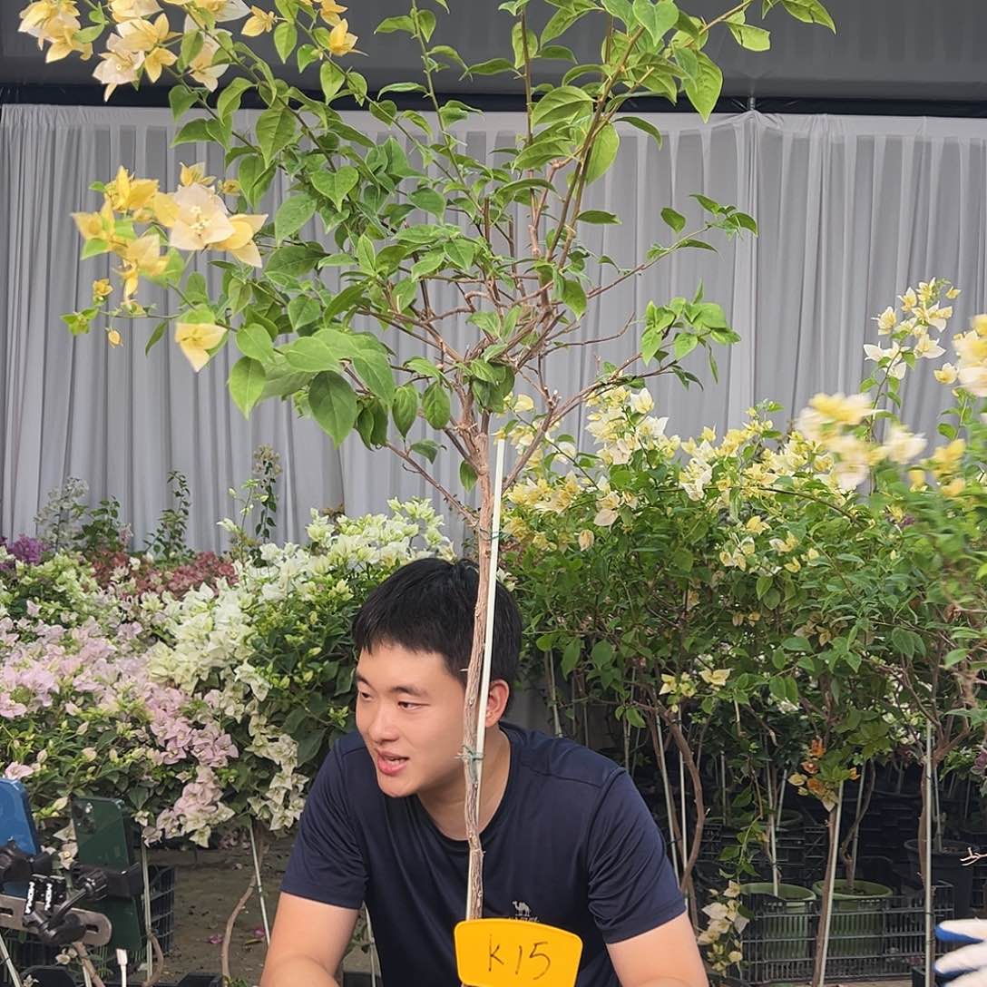 M***n大部分花苞少量开放K15苏瓦娜