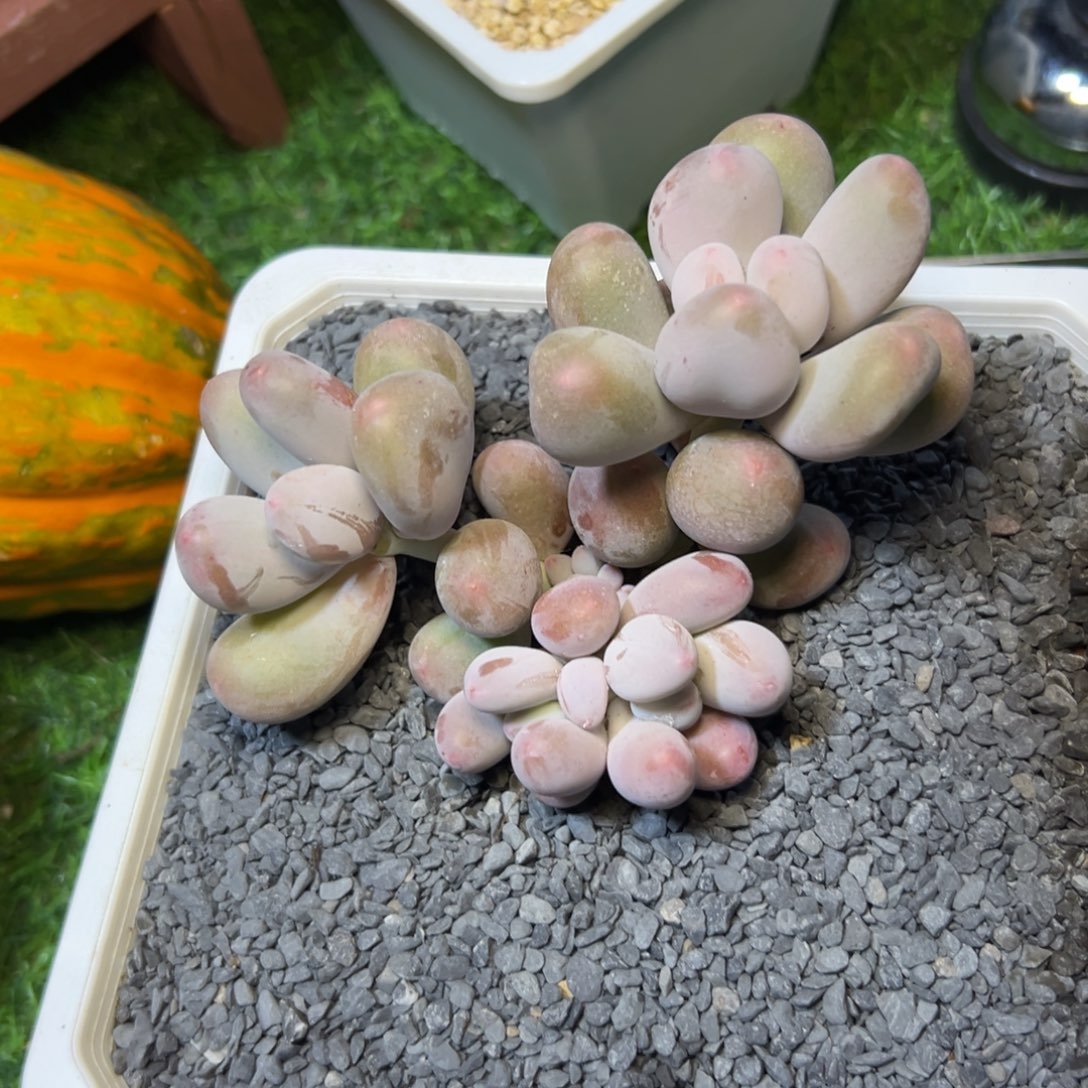 米，可。 竞拍…………奶