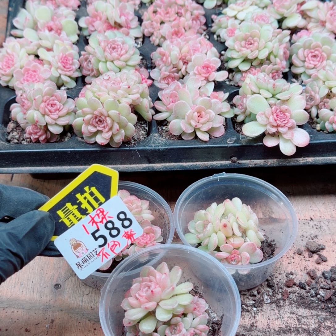 多肉植物多肉植物