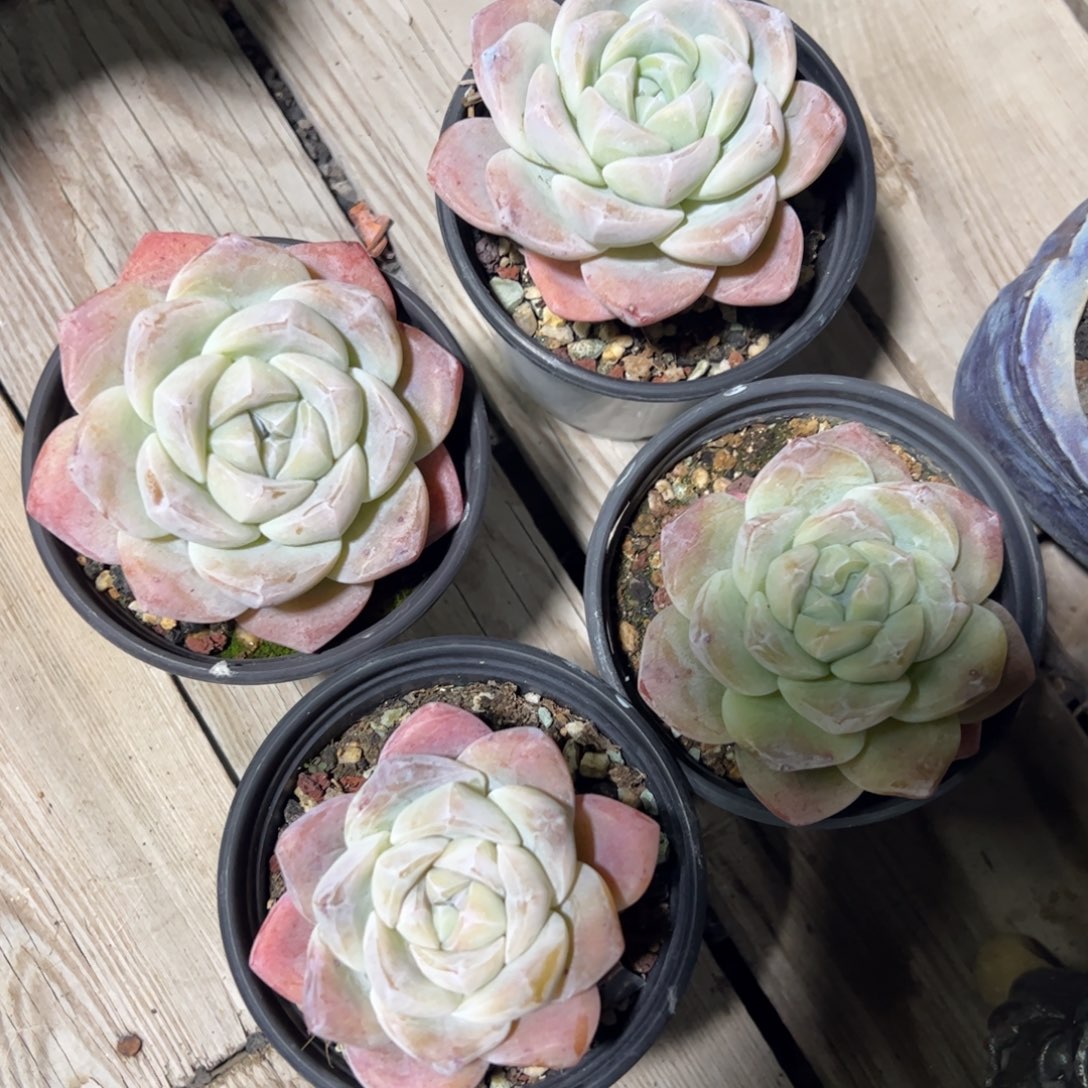 冰玉控养四颗多肉植物