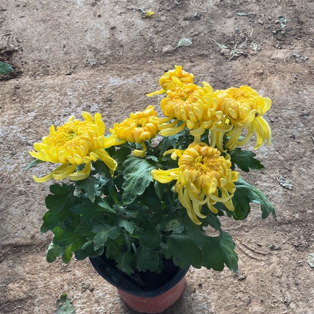 完全开放黄色国华土球发