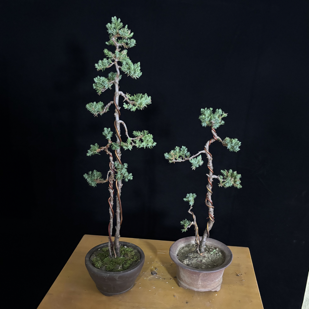 一物一拍专属链接，私拍随机发货。新西兰珍珠柏黑松济州真柏