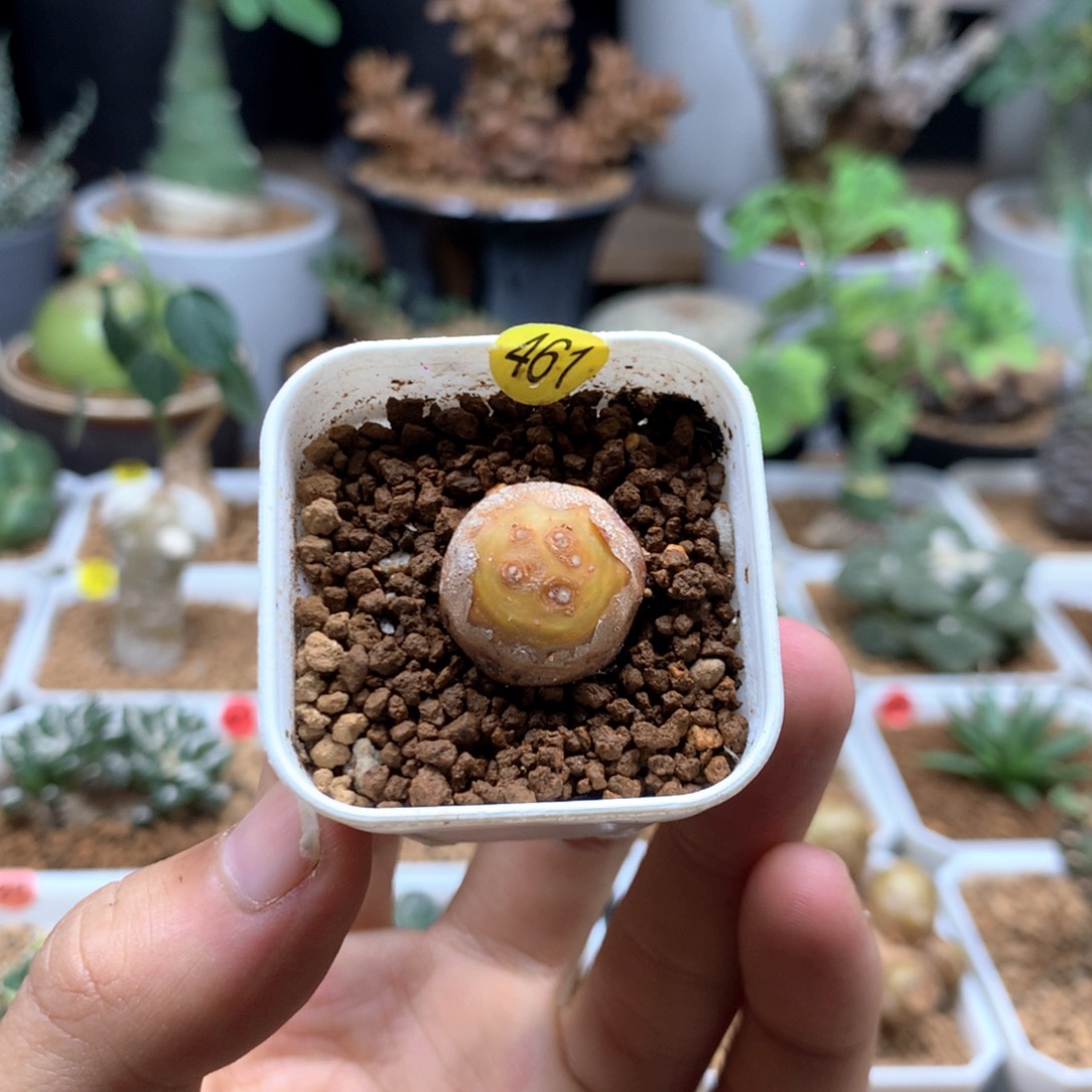 格加厚敦菊母本多肉带盆461