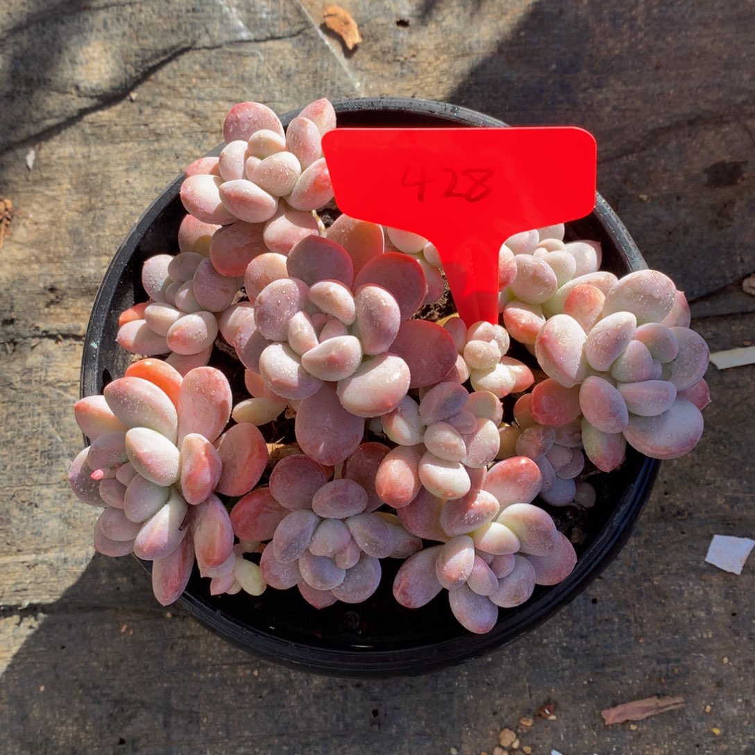 香芋美人7172727277