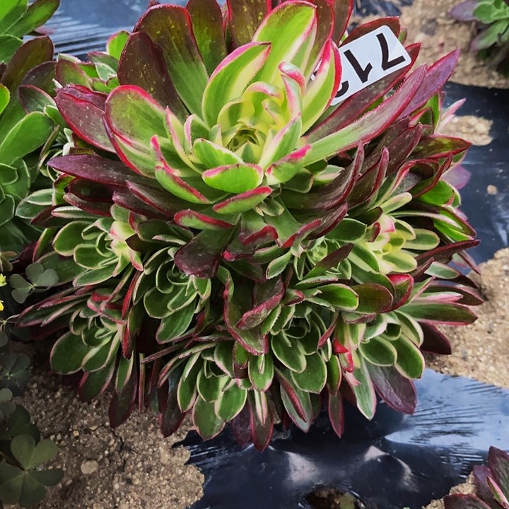 712海仙多肉植物处理不售后
