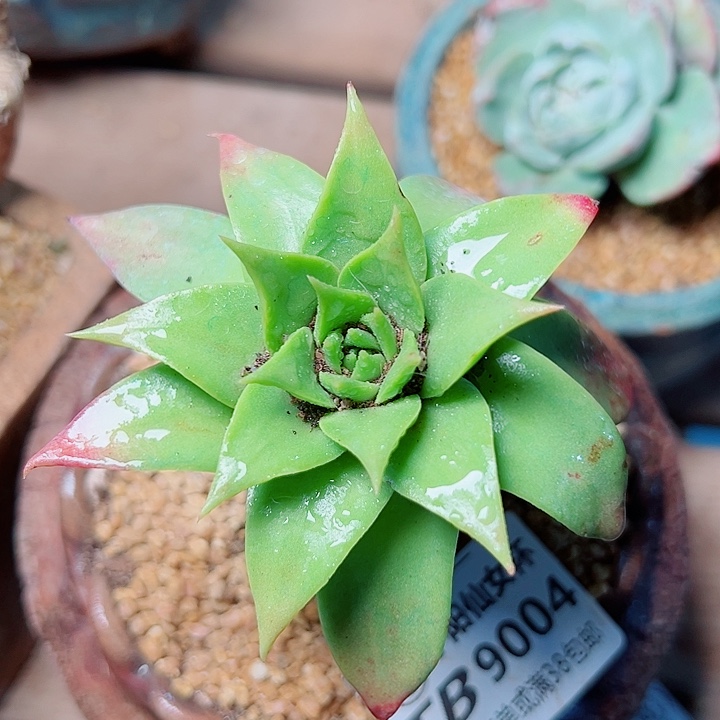 9004坎代仙女杯多肉