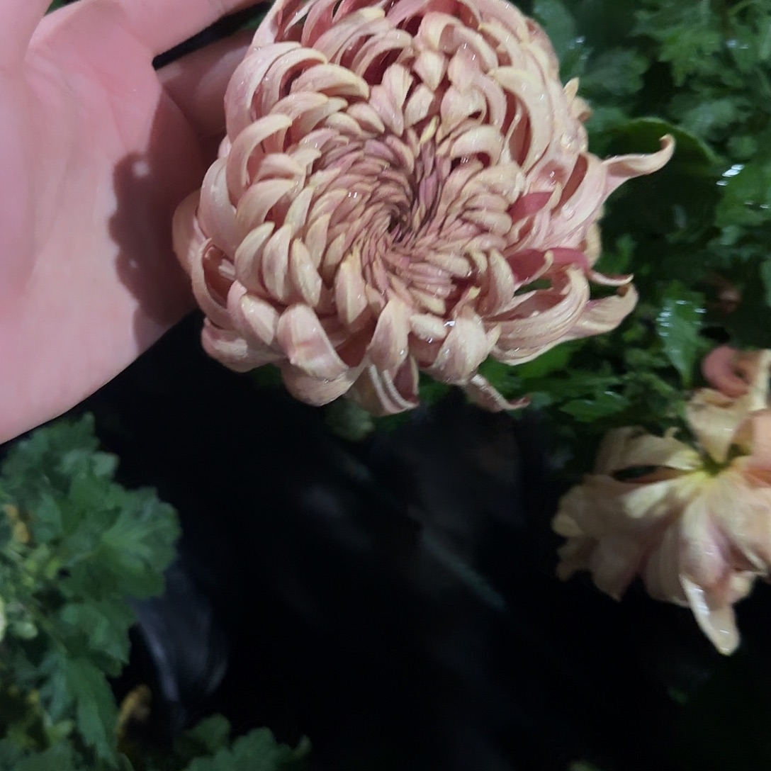 无花朵E1111111111