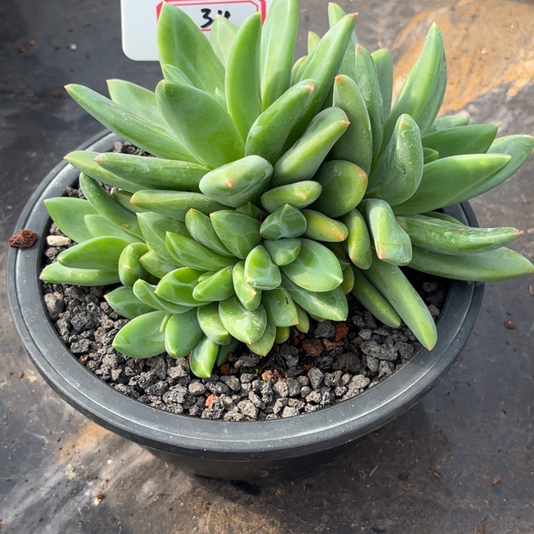 海洋之歌多肉植物34