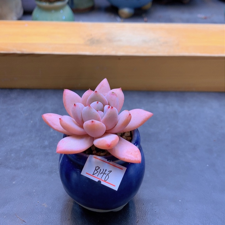 B148小暖多肉福利