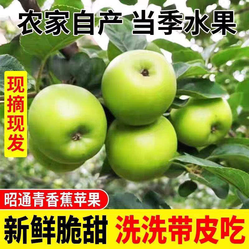 正宗云南昭通高原青苹果现摘现发脆甜多汁