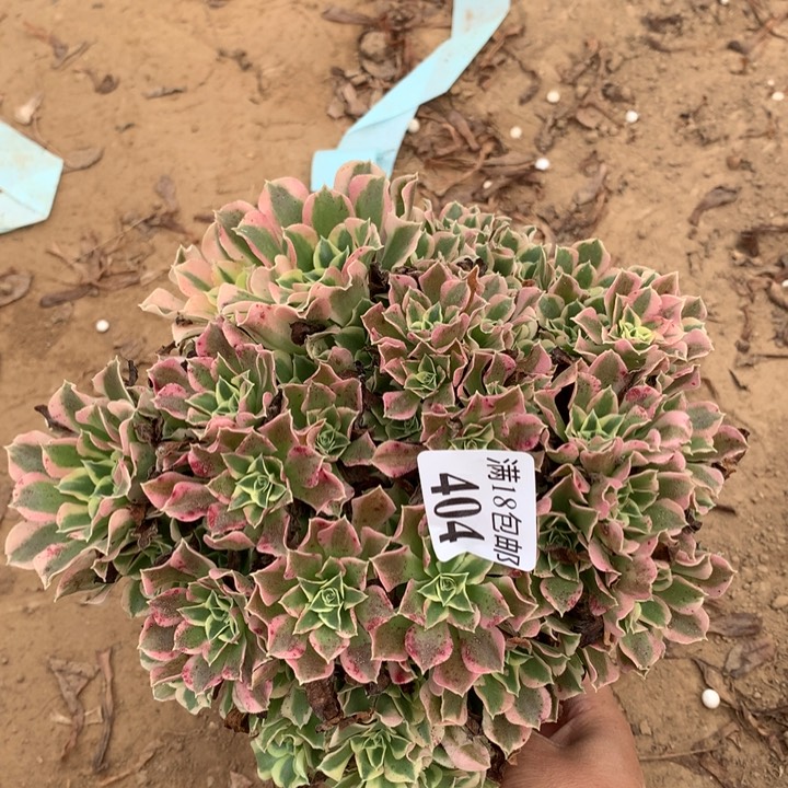 404白凤绣球1号棚