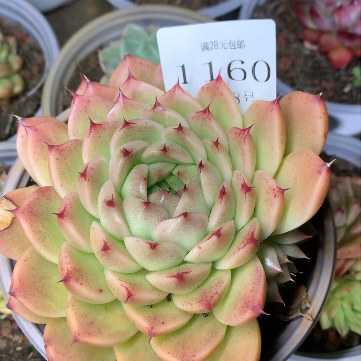 【闪购商品】云1160