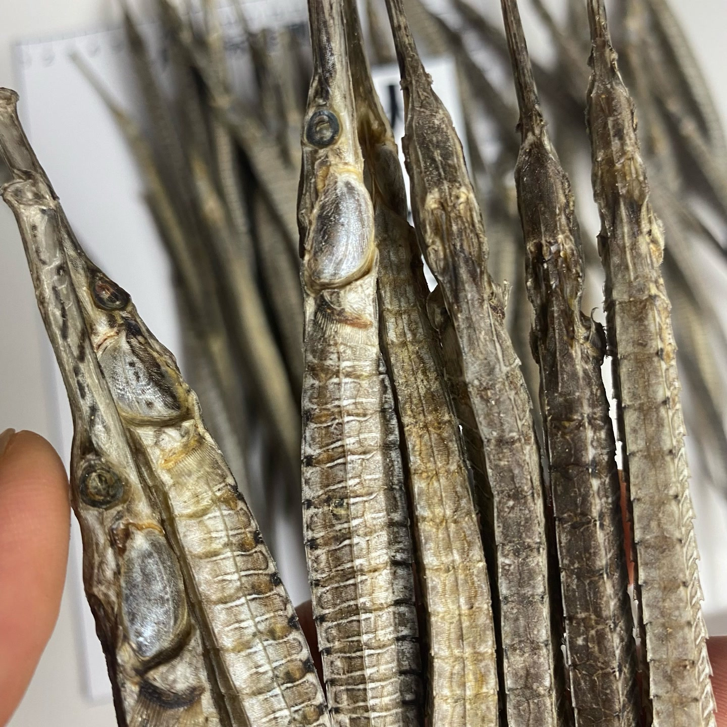 海鱼干鱼胶直播间改价专属链接